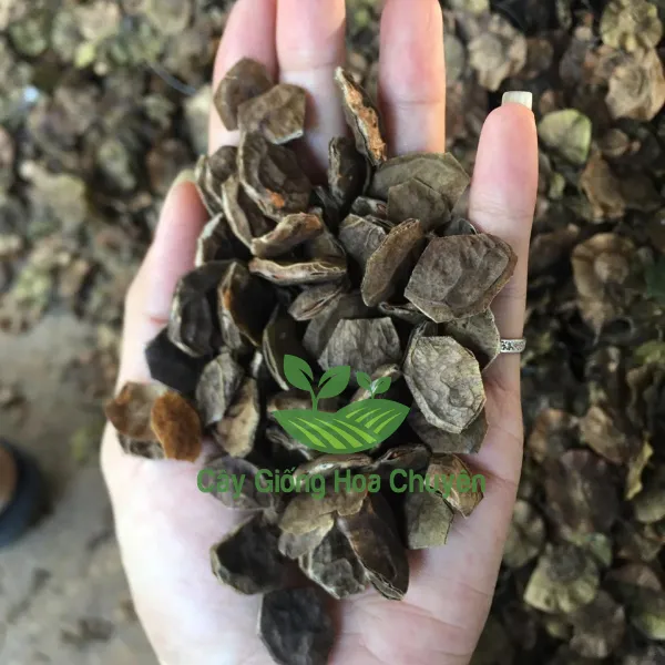 HẠT GIÁNG HƯƠNG