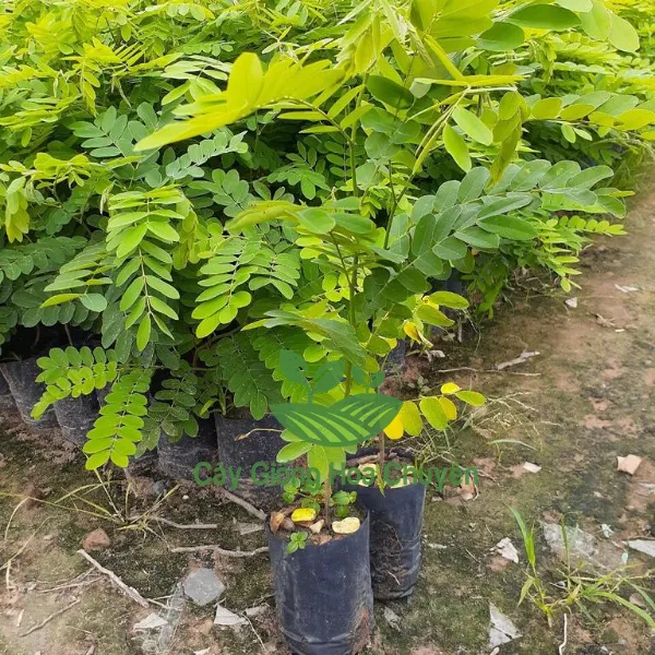 CÂY MUỒNG ANH ĐÀO