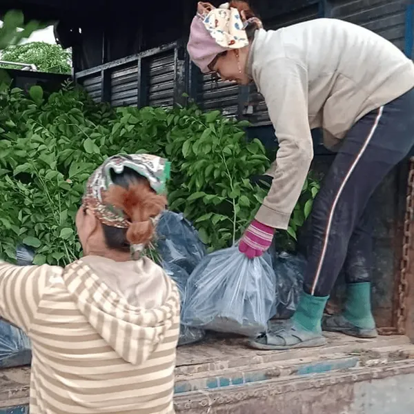 CÂY GIÁNG HƯƠNG