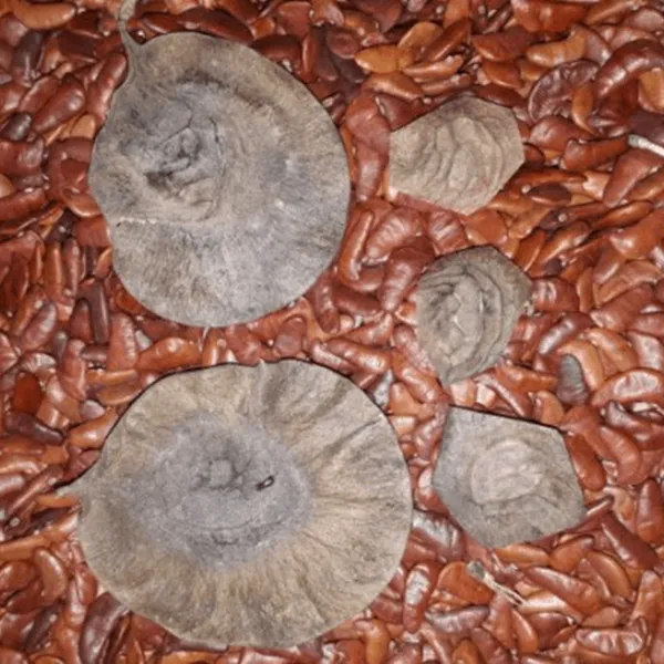 CÂY GIÁNG HƯƠNG