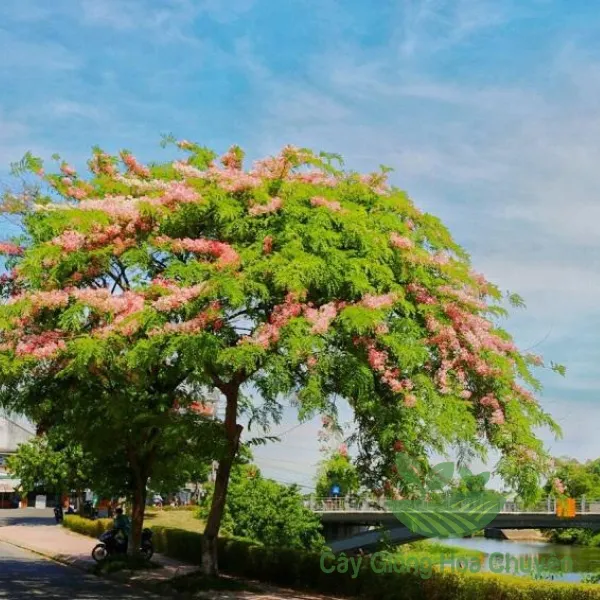 CÂY MUỒNG ANH ĐÀO