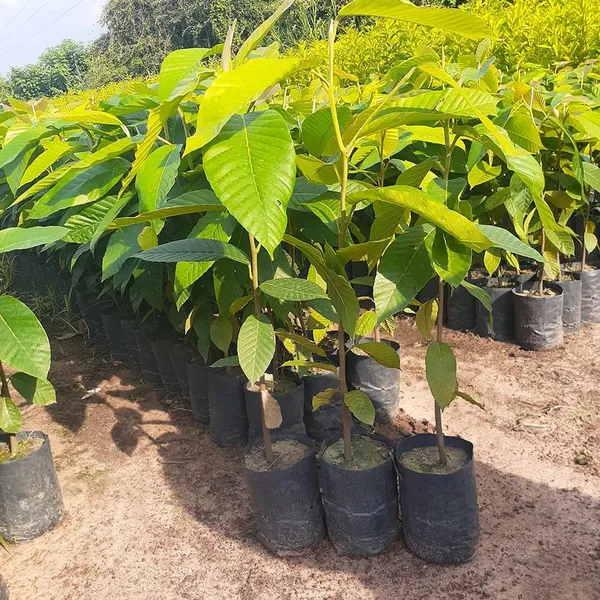 CÂY DẦU RÁI