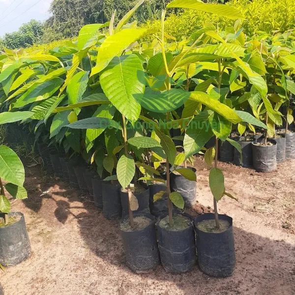 CÂY DẦU RÁI