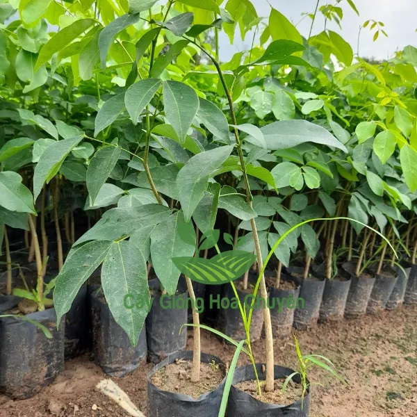CÂY GÕ ĐỎ