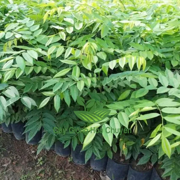 CÂY SƯA ĐỎ GIỐNG