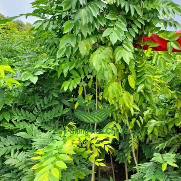 CÂY SƯA ĐỎ GIỐNG