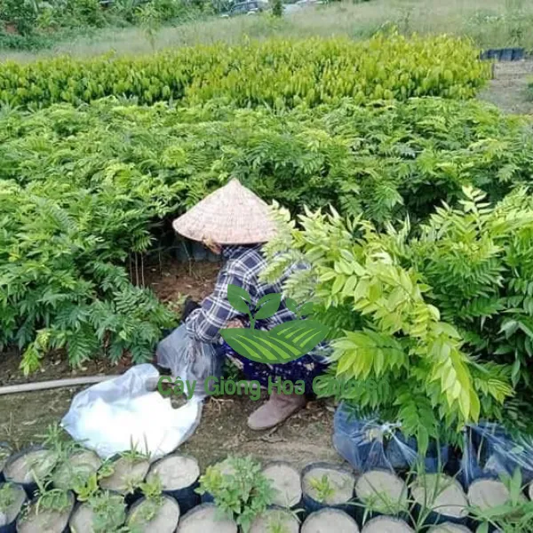 CÂY SƯA ĐỎ GIỐNG