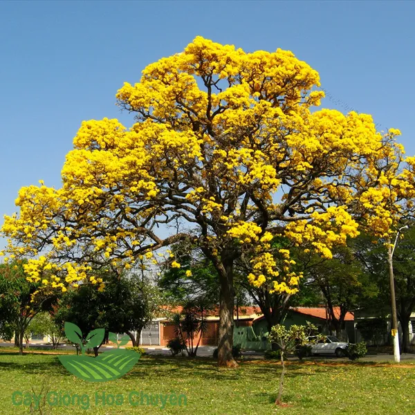 CÂY CHUÔNG VÀNG