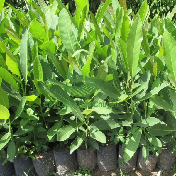 CÂY CHUÔNG VÀNG