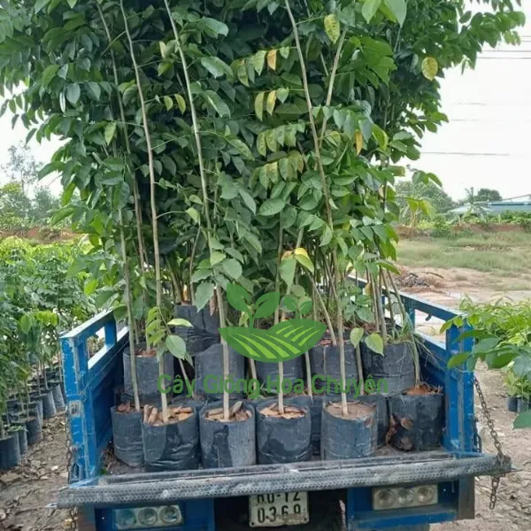CÂY GIÁNG HƯƠNG