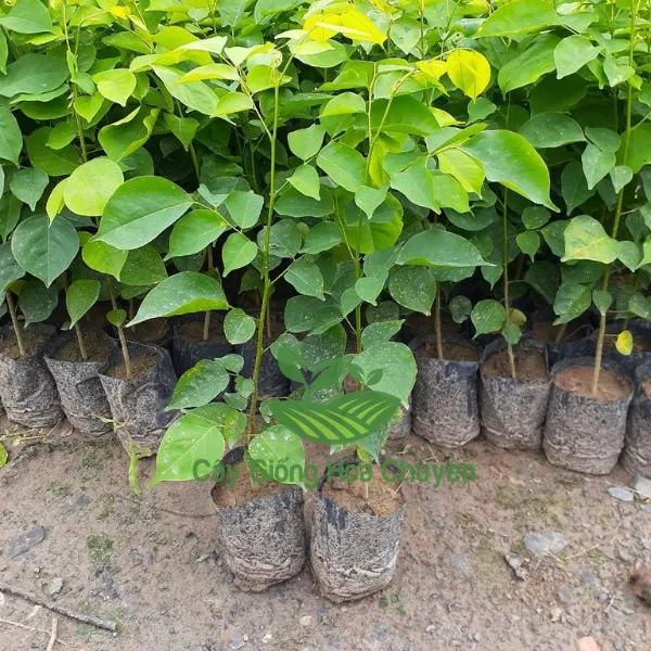 CÂY GIÁNG HƯƠNG