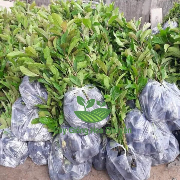 CÂY GÁO VÀNG ( CÂY THIÊN NGÂN)