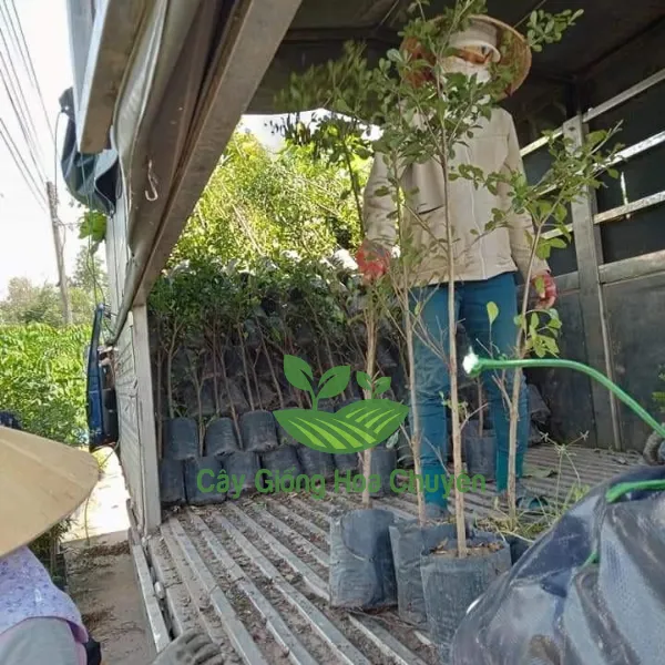 CÂY BÀNG ĐÀI LOAN