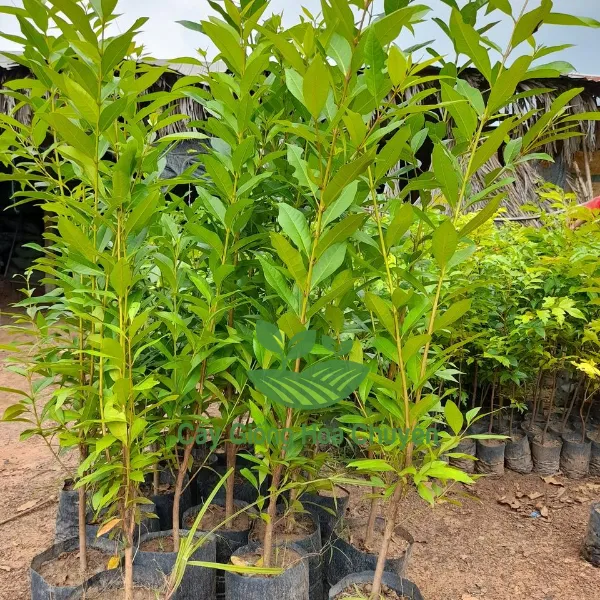 CÂY VỐI BẮC ( TRÀ LÁ VỐI)