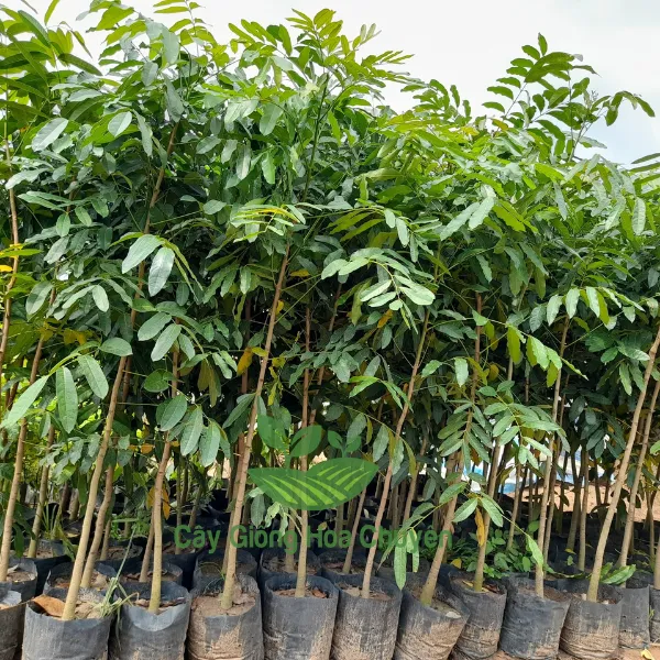 CÂY XÀ CỪ
