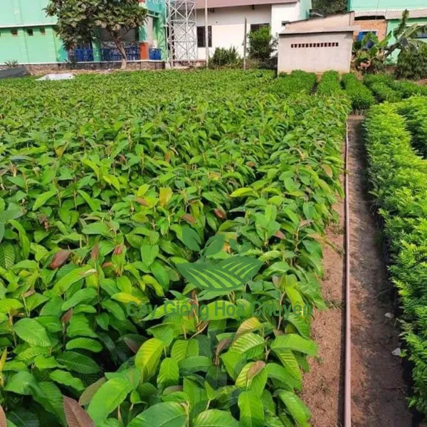 CÂY DẦU RÁI