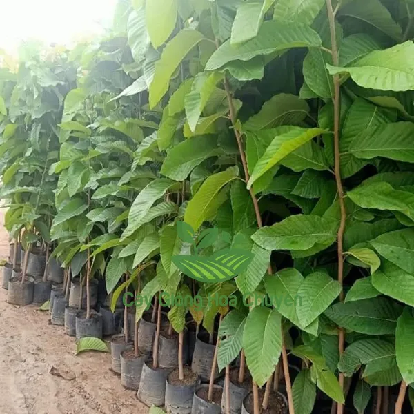 CÂY DẦU RÁI