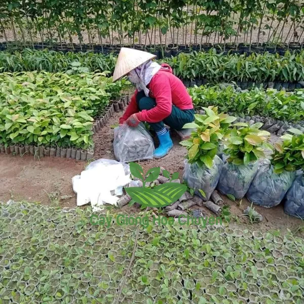CÂY DẦU RÁI