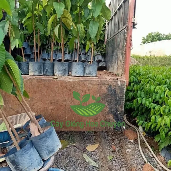 CÂY DẦU RÁI