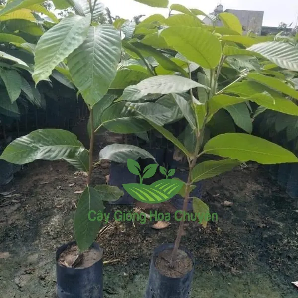 CÂY DẦU RÁI