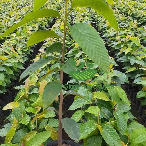 CÂY DẦU RÁI