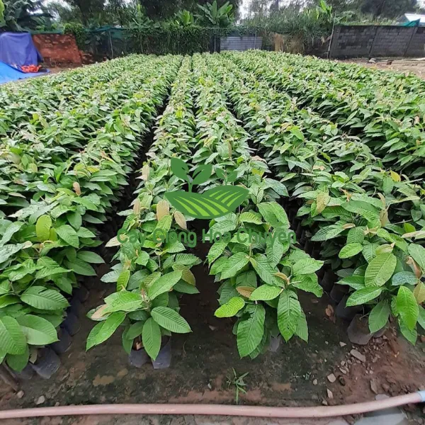 CÂY DẦU RÁI