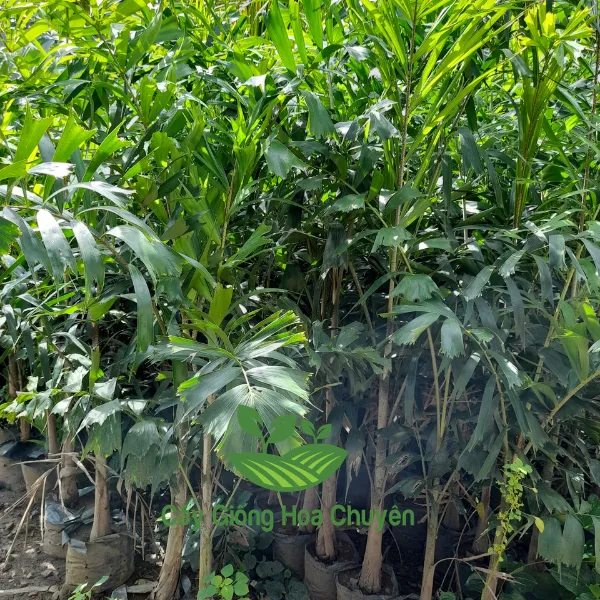 CÂY CAU ĐUÔI CHỒN