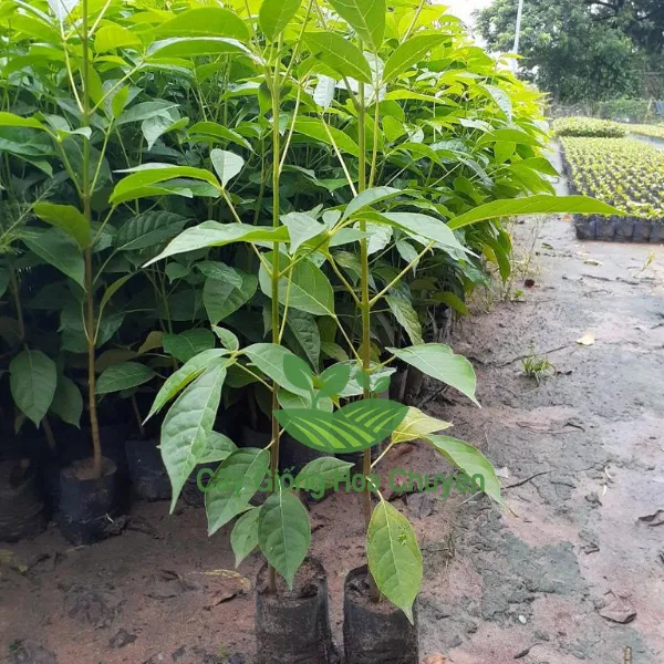 CÂY KÈN HỒNG