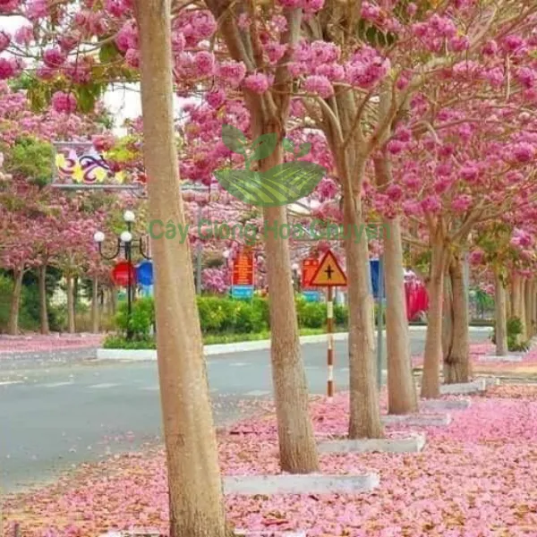 CÂY KÈN HỒNG