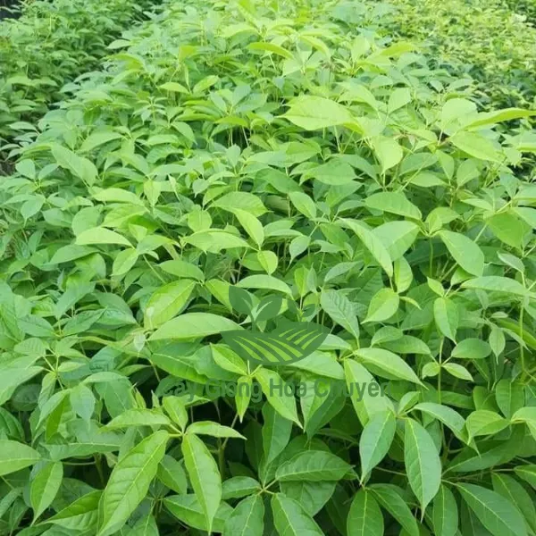 CÂY KÈN HỒNG