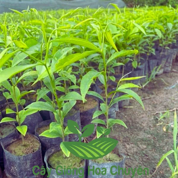 CÂY GIÓ BẦU