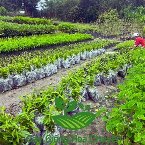 CÂY GIÓ BẦU