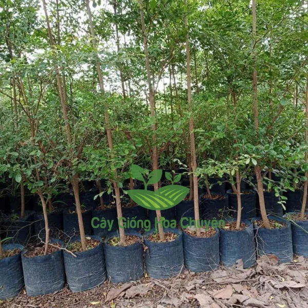 CÂY BÀNG ĐÀI LOAN