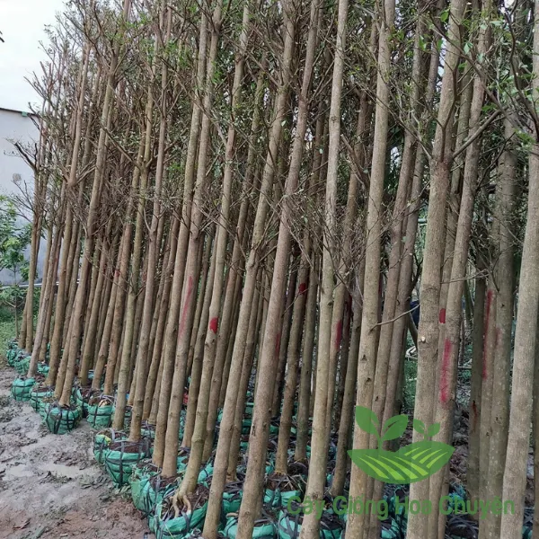 CÂY BÀNG ĐÀI LOAN