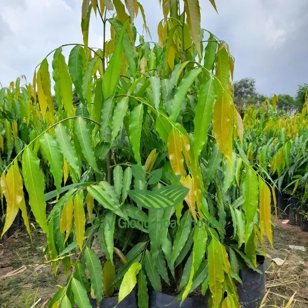 CÂY HOÀNG NAM ( CÂY HUYỀN ĐIỆP)