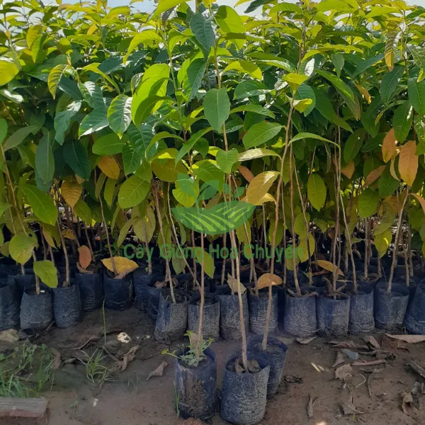 CÂY BẰNG LĂNG TÍM