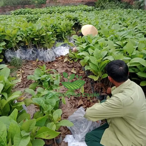 CÂY GIÁ TỴ ( CÂY GỖ TẾCH)