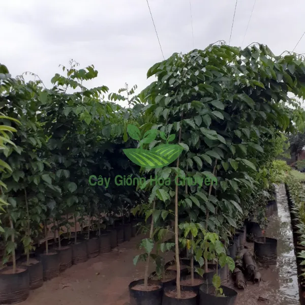 CÂY GIÁNG HƯƠNG