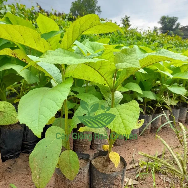 CÂY GIÁ TỴ ( CÂY GỖ TẾCH)