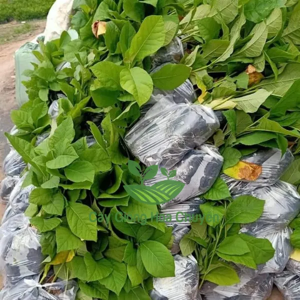CÂY GIÁ TỴ ( CÂY GỖ TẾCH)