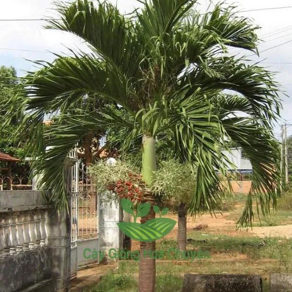 CÂY CAU ĐUÔI CHỒN