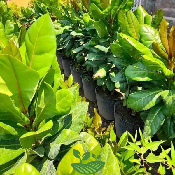 CÂY BÀNG SINGAPORE