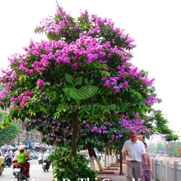 CÂY BẰNG LĂNG TÍM