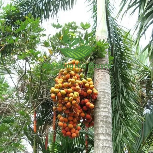 CÂY CAU ĐUÔI CHỒN