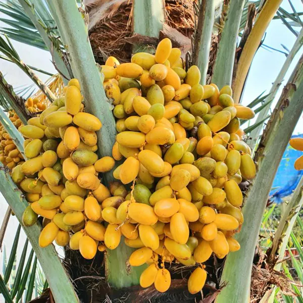 CÂY CHÀ LÀ ĂN TRÁI