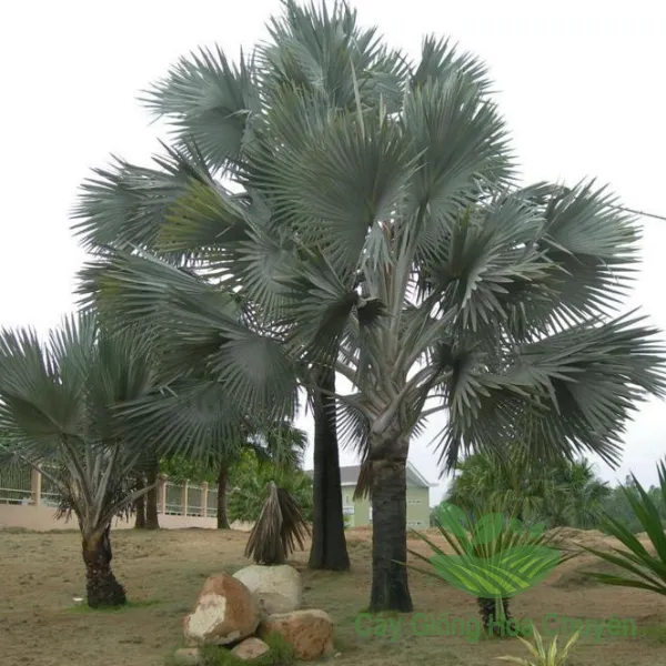 CÂY CỌ BẠC 
