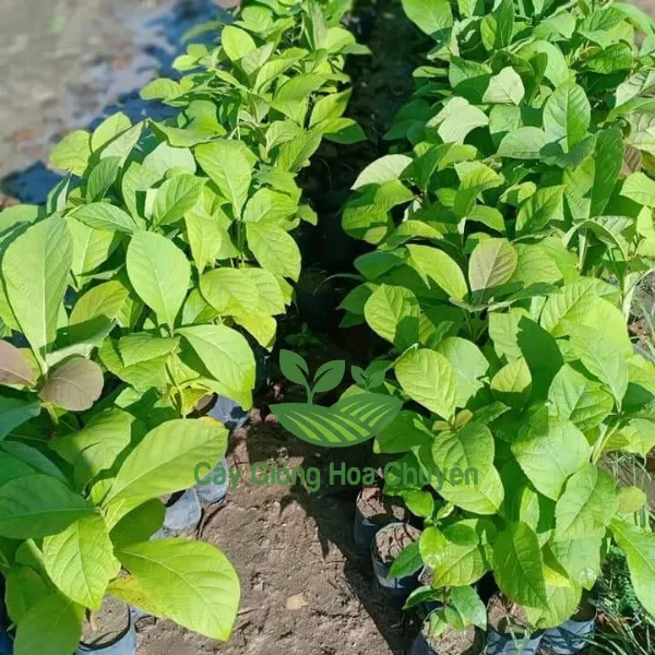 CÂY GIÁ TỴ ( CÂY GỖ TẾCH)