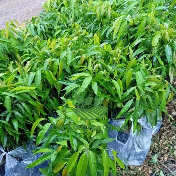 CÂY HOÀNG NAM ( CÂY HUYỀN ĐIỆP)