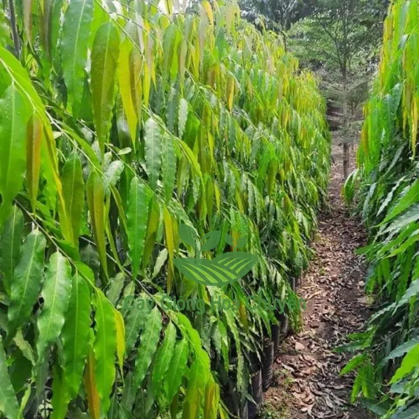 CÂY HOÀNG NAM ( CÂY HUYỀN ĐIỆP)