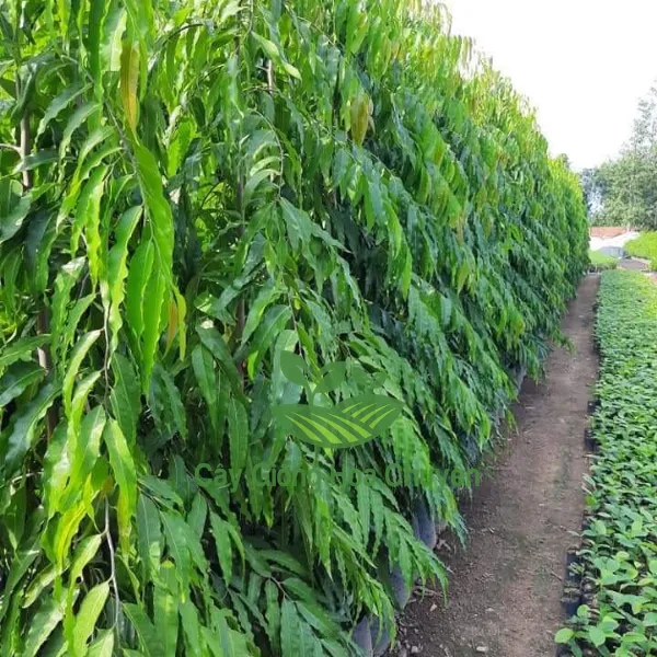 CÂY HOÀNG NAM ( CÂY HUYỀN ĐIỆP)